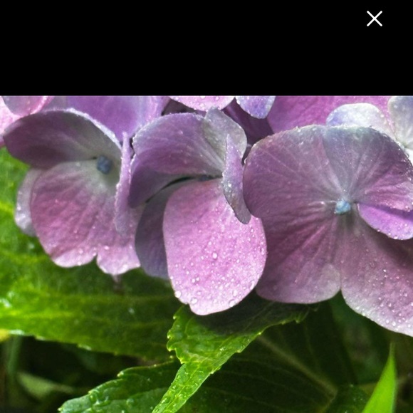 leilalola